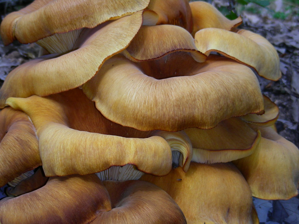 Variabilit di Omphalotus olearius